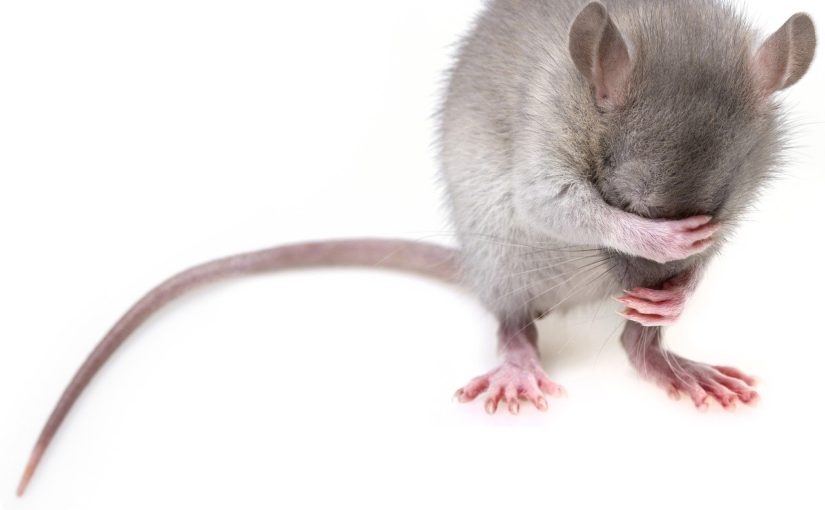 Myszy w domu, czy są niebezpieczne dla zdrowia?